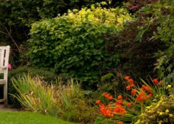 cropped-plantas-jardim-externo-cp.jpg