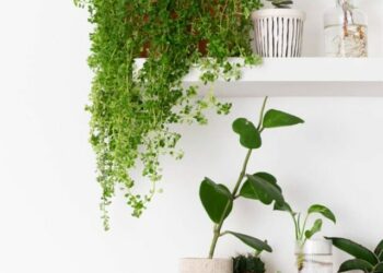 Plantas pendentes
