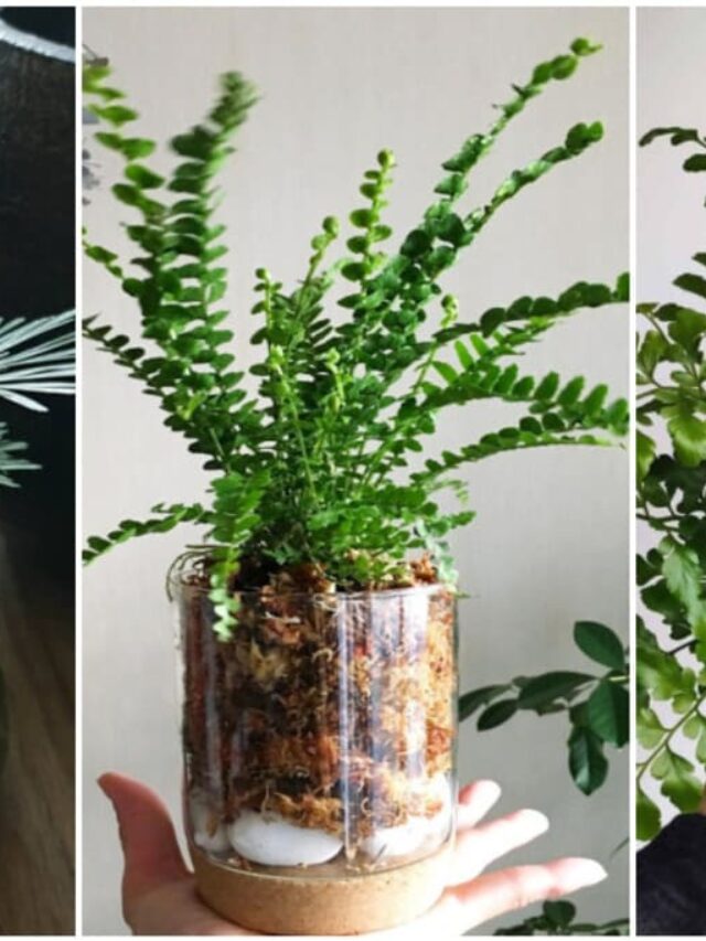 5 samambaias diferentes