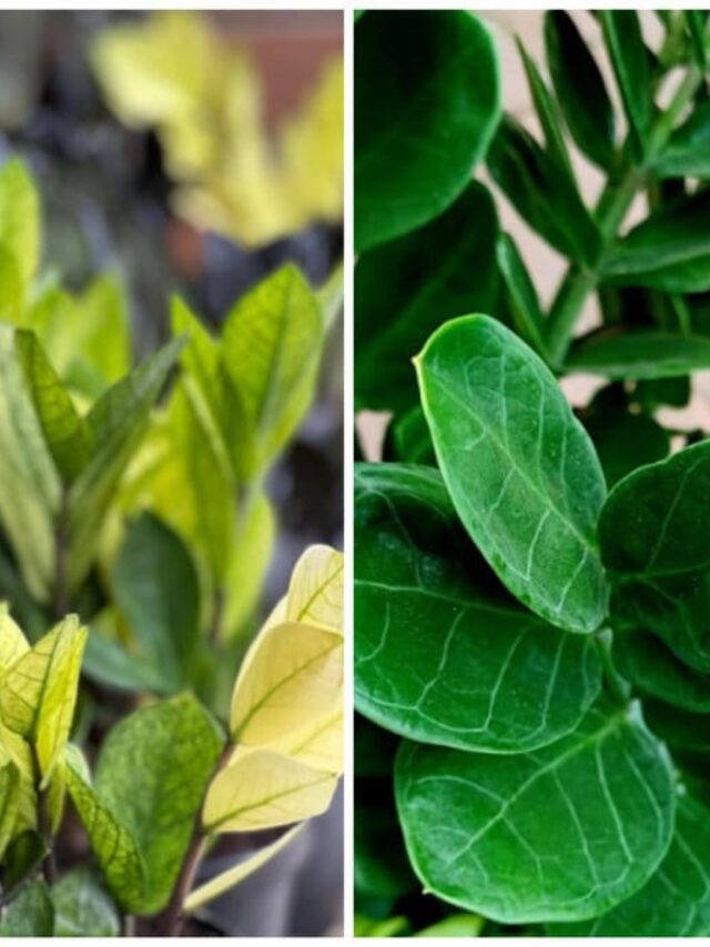 4 tipos de zamioculca