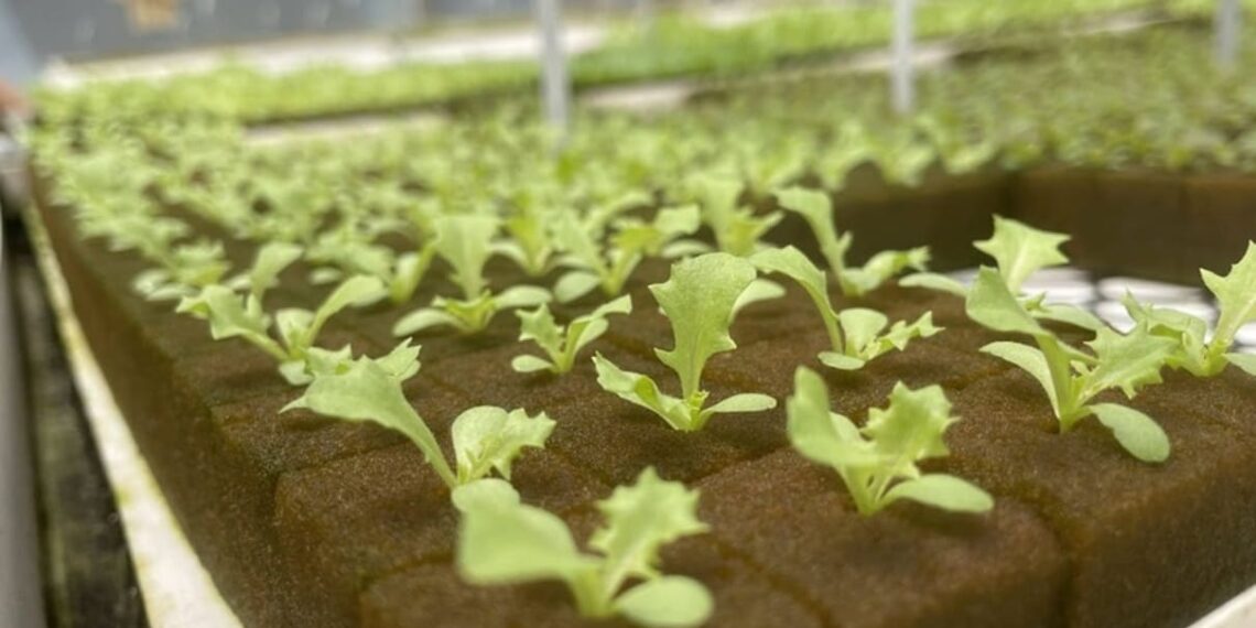 cultivo sustentavel