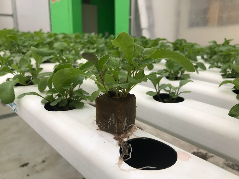 Tecnologia brasileira aposta em cultivo sustentável de hortaliças com o substrato mais avançado do mercado