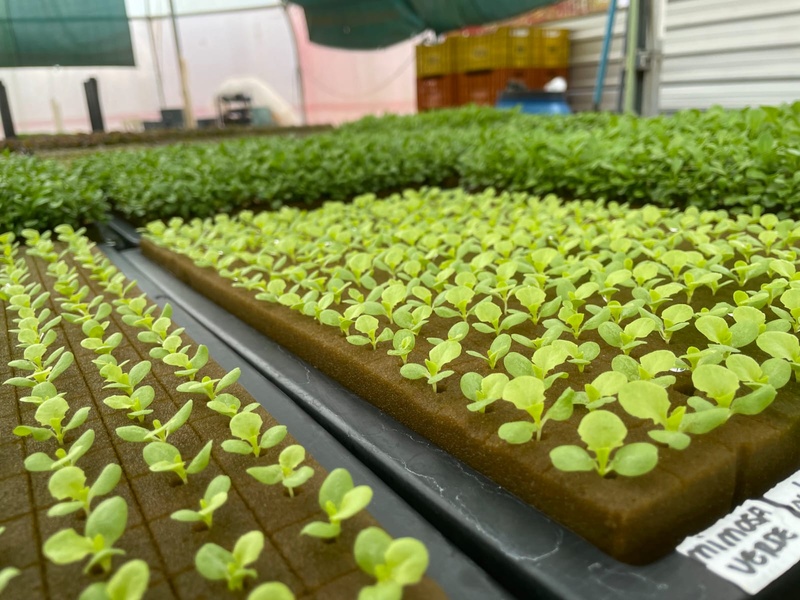Tecnologia brasileira aposta em cultivo sustentável de hortaliças com o substrato mais avançado do mercado