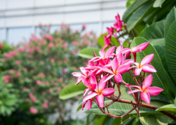 plantas para muro