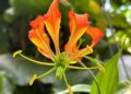 Gloriosa S