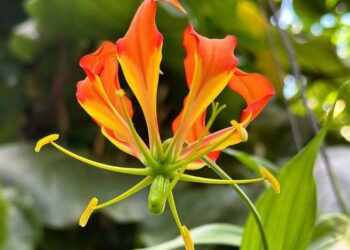 Gloriosa S