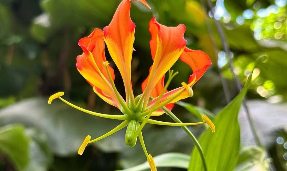 Gloriosa S