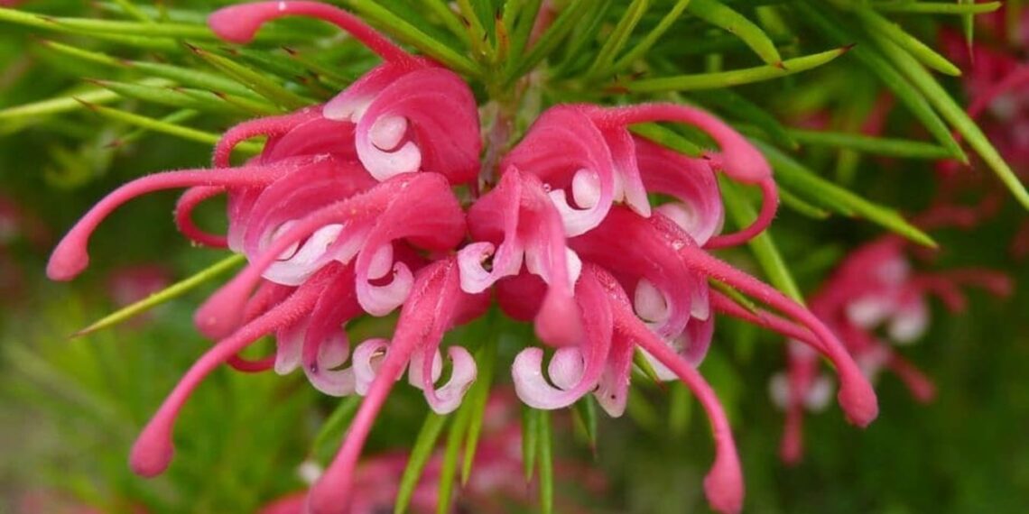 Grevillea