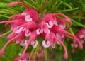 Grevillea
