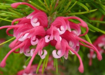 Grevillea