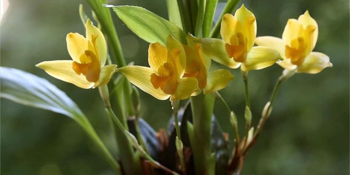Orquidea lycaste