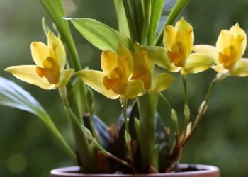 Orquidea lycaste