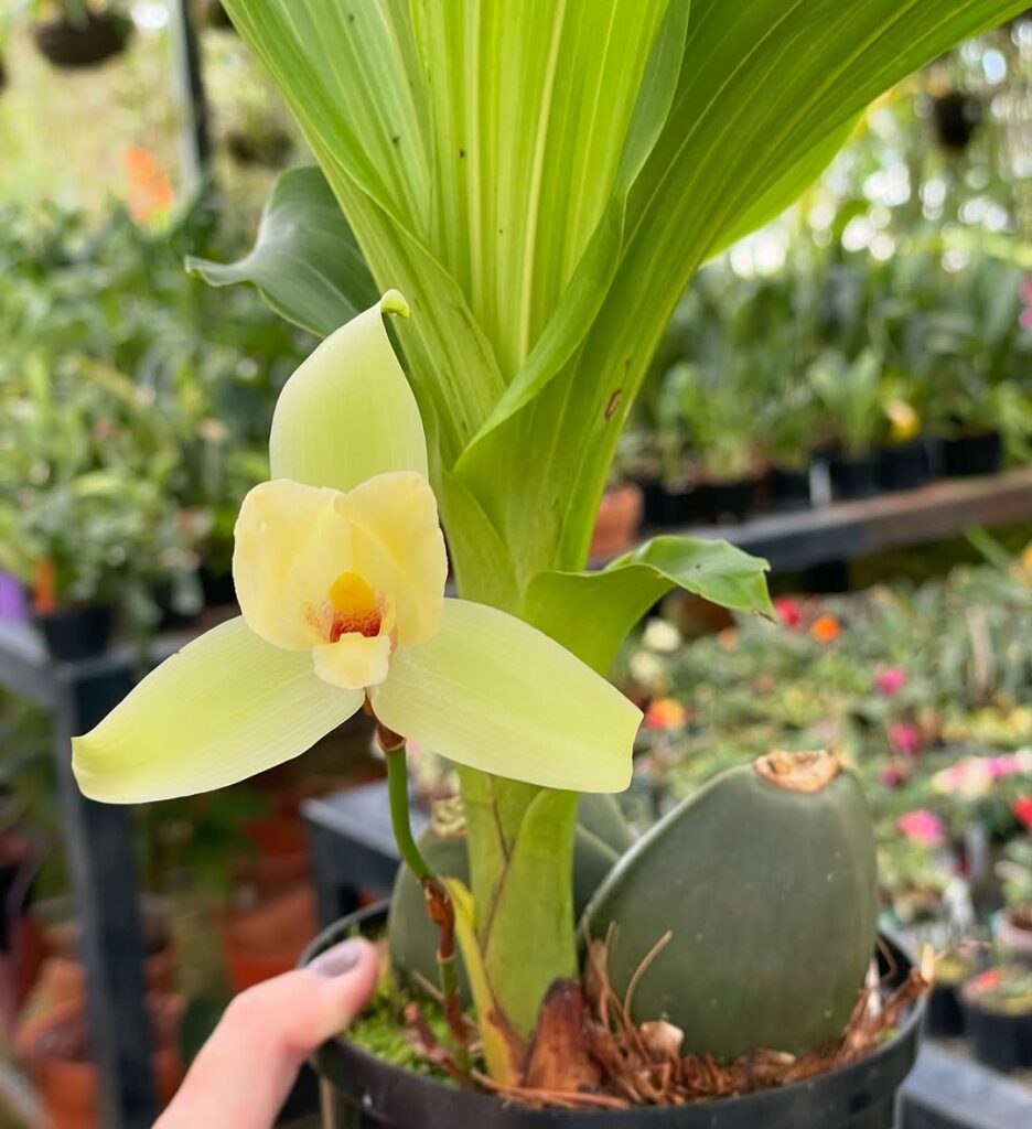 Orquídea Lycaste: a espécie elegante que surpreende com flores exóticas e perfume delicado