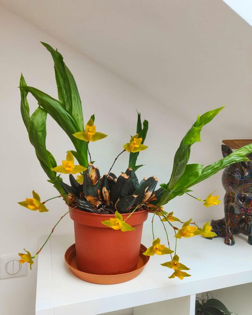 Orquídea Lycaste: a espécie elegante que surpreende com flores exóticas e perfume delicado