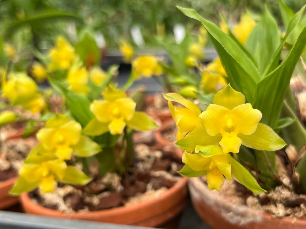 Orquídea Lycaste: a espécie elegante que surpreende com flores exóticas e perfume delicado