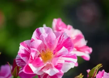 Nova variedade de rosa listrada homenagem