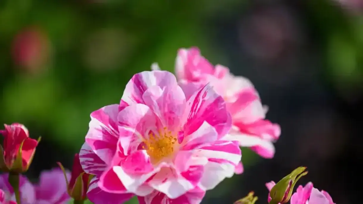 Nova variedade de rosa listrada homenagem