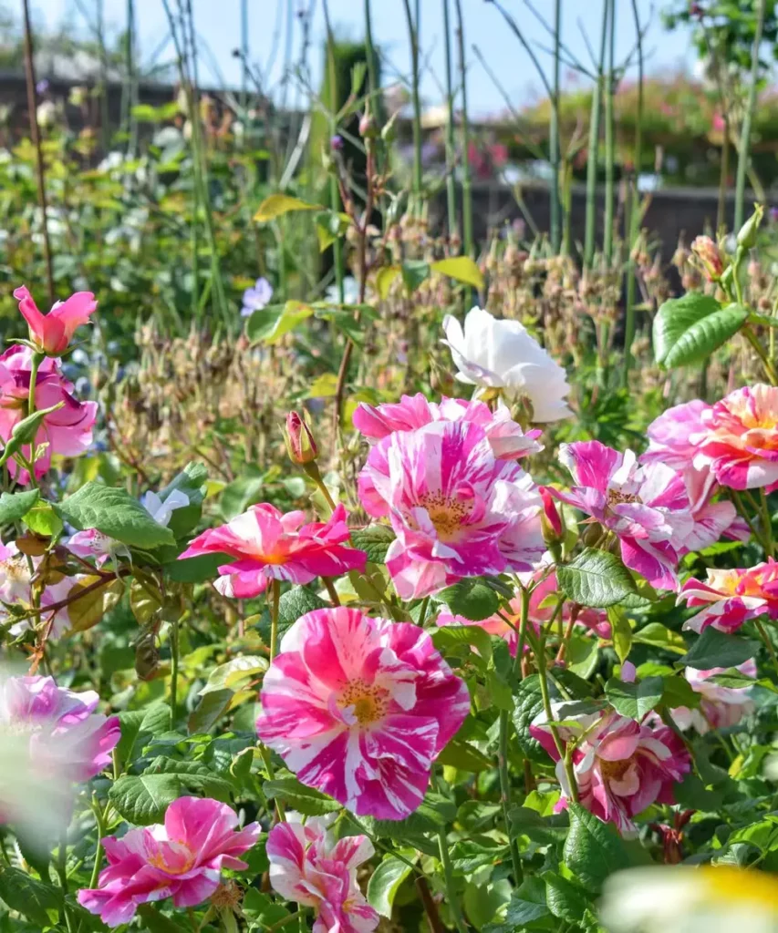 Uma rosa para o rei: conheça a flor listrada que homenageia Charles III e ajuda projetos sociais