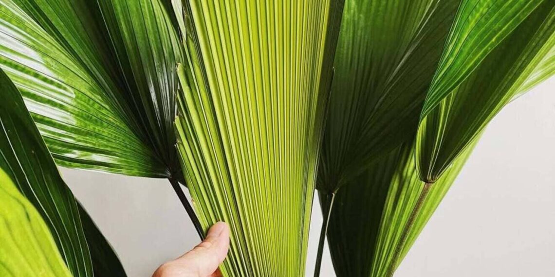 Imagem: plantyiu