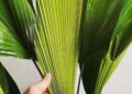 Imagem: plantyiu