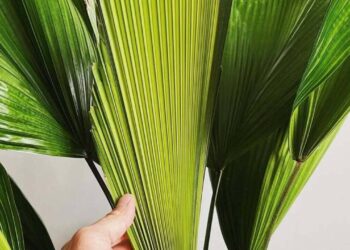 Imagem: plantyiu