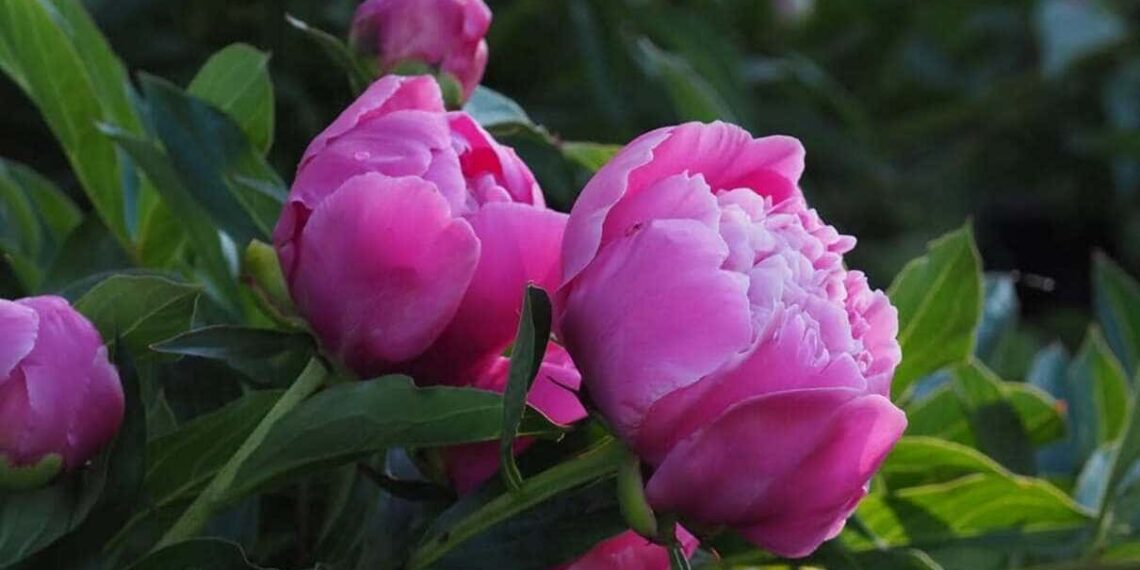 peonia-chinesa