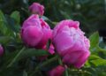 peonia-chinesa