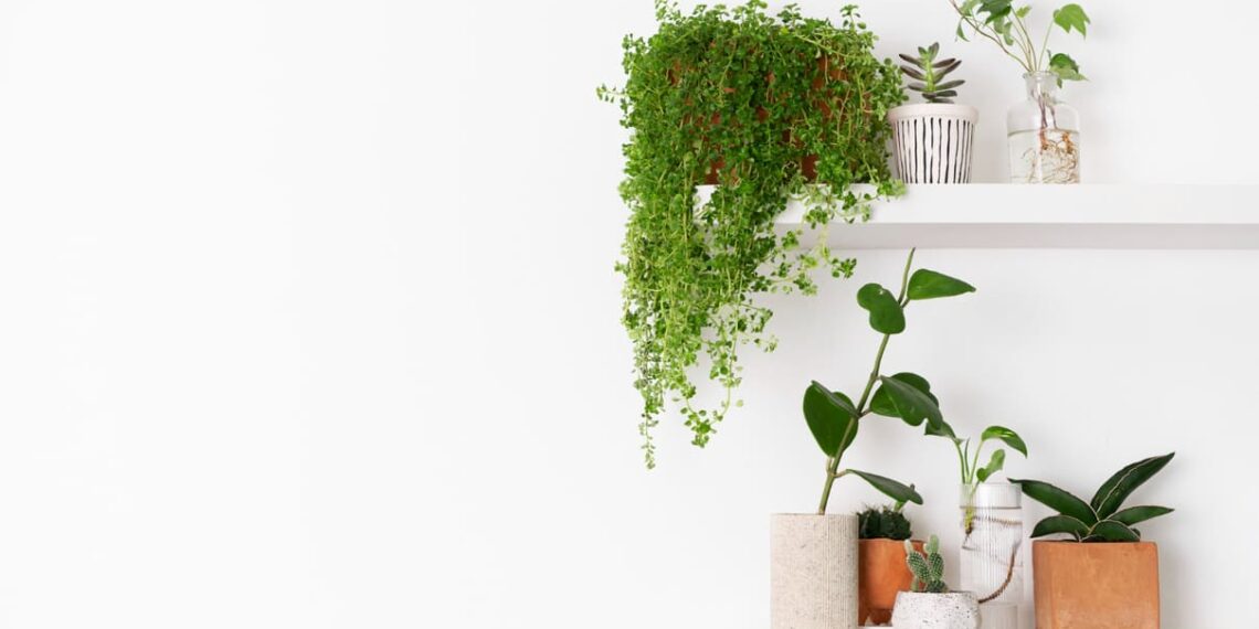 Plantas pendentes