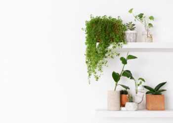 Plantas pendentes