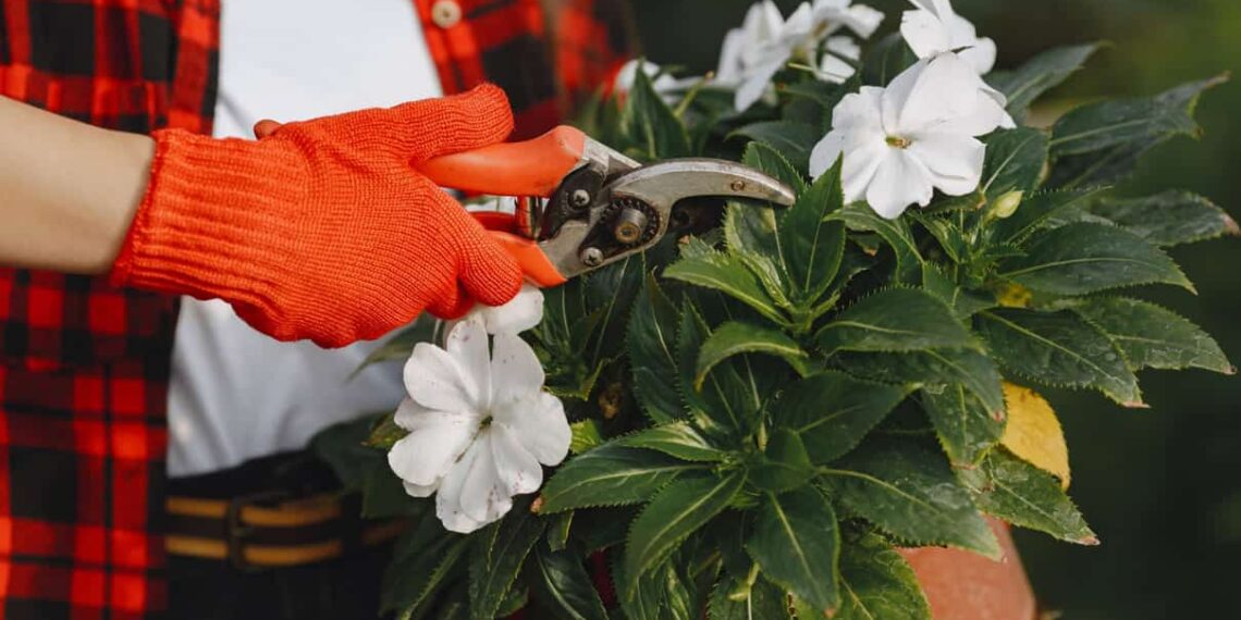 Plantas que crescem com elegância — e quase sem podas