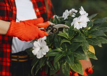 Plantas que crescem com elegância — e quase sem podas