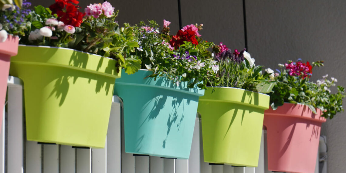 Banho de sol com charme: 6 plantas que amam a luz intensa