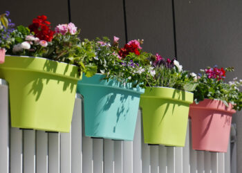 Banho de sol com charme: 6 plantas que amam a luz intensa