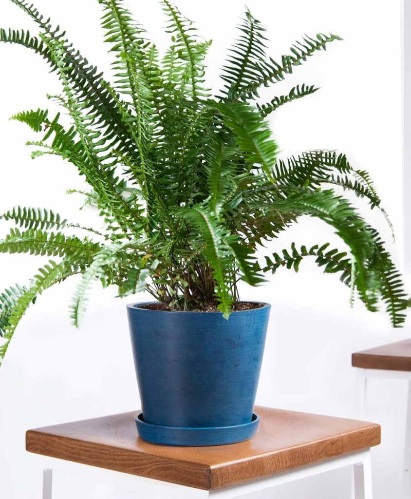 Samambaia-de-sol: a planta que ama luz e transforma qualquer ambiente com elegância