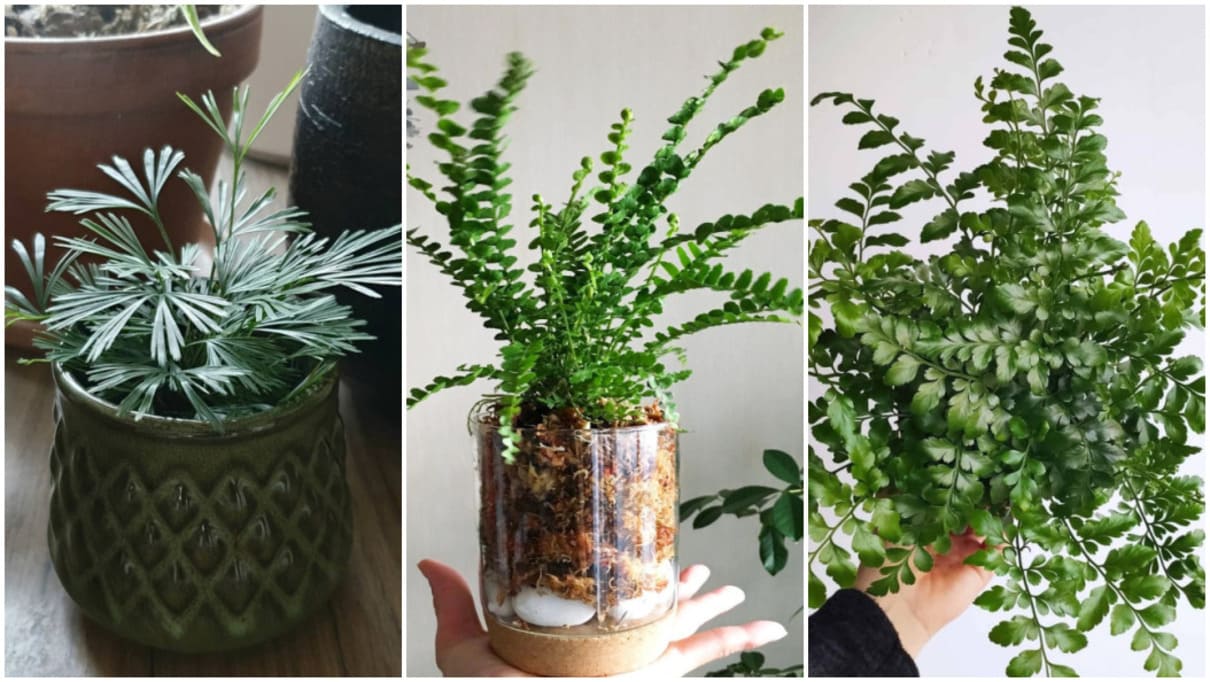 5 samambaias diferentes