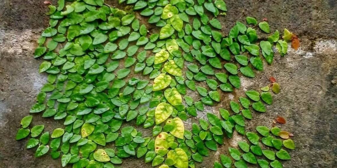 Dores nas articulações? Esta planta pode ser o remédio natural que faltava no seu jardim