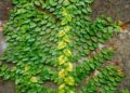 Dores nas articulações? Esta planta pode ser o remédio natural que faltava no seu jardim