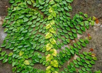 Dores nas articulações? Esta planta pode ser o remédio natural que faltava no seu jardim