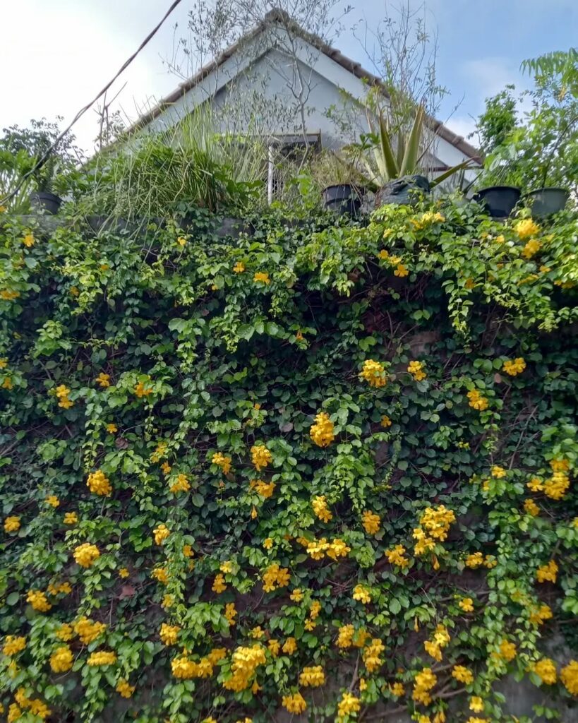 Dores nas articulações? Esta planta pode ser o remédio natural que faltava no seu jardim