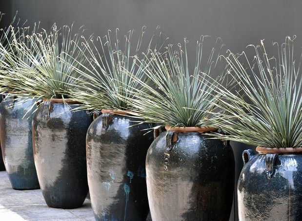 Xeropaisagismo: o segredo dos jardins minimalistas, elegantes e fáceis de cuidar