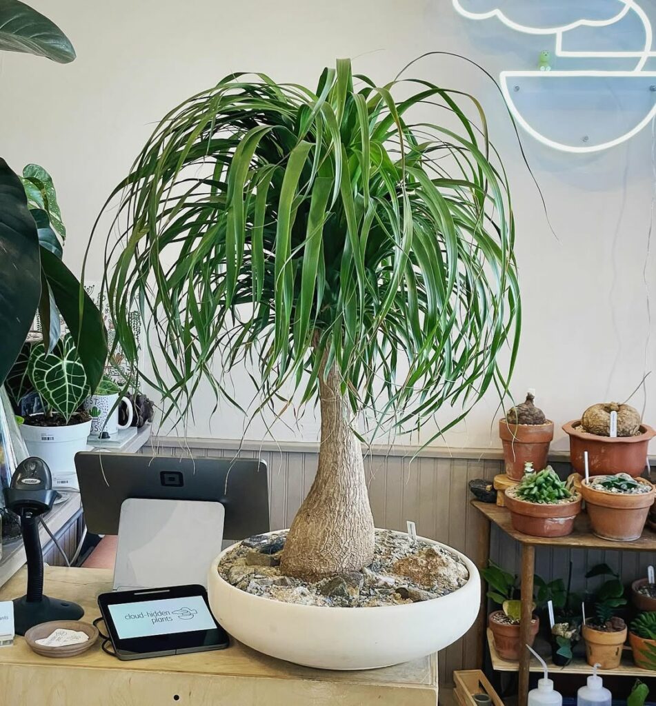 Xeropaisagismo: o segredo dos jardins minimalistas, elegantes e fáceis de cuidar