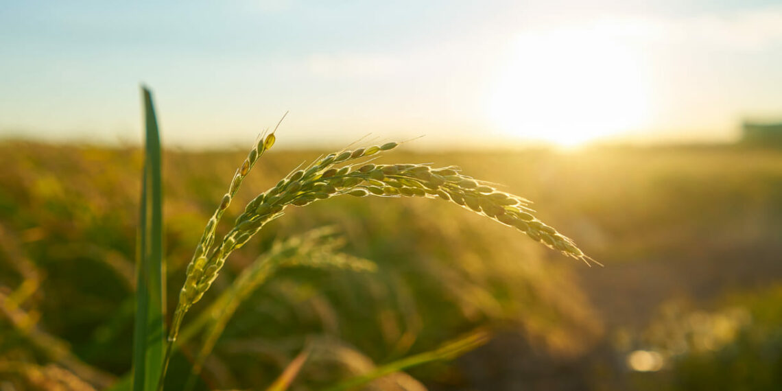 Coonagro investe R$ 65 milhões em Paranaguá e amplia sua atuação no litoral do Paraná