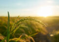 Entenda a nova lei que fortalece a engenharia e a agronomia no país