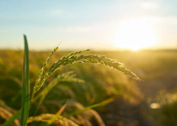 Entenda a nova lei que fortalece a engenharia e a agronomia no país