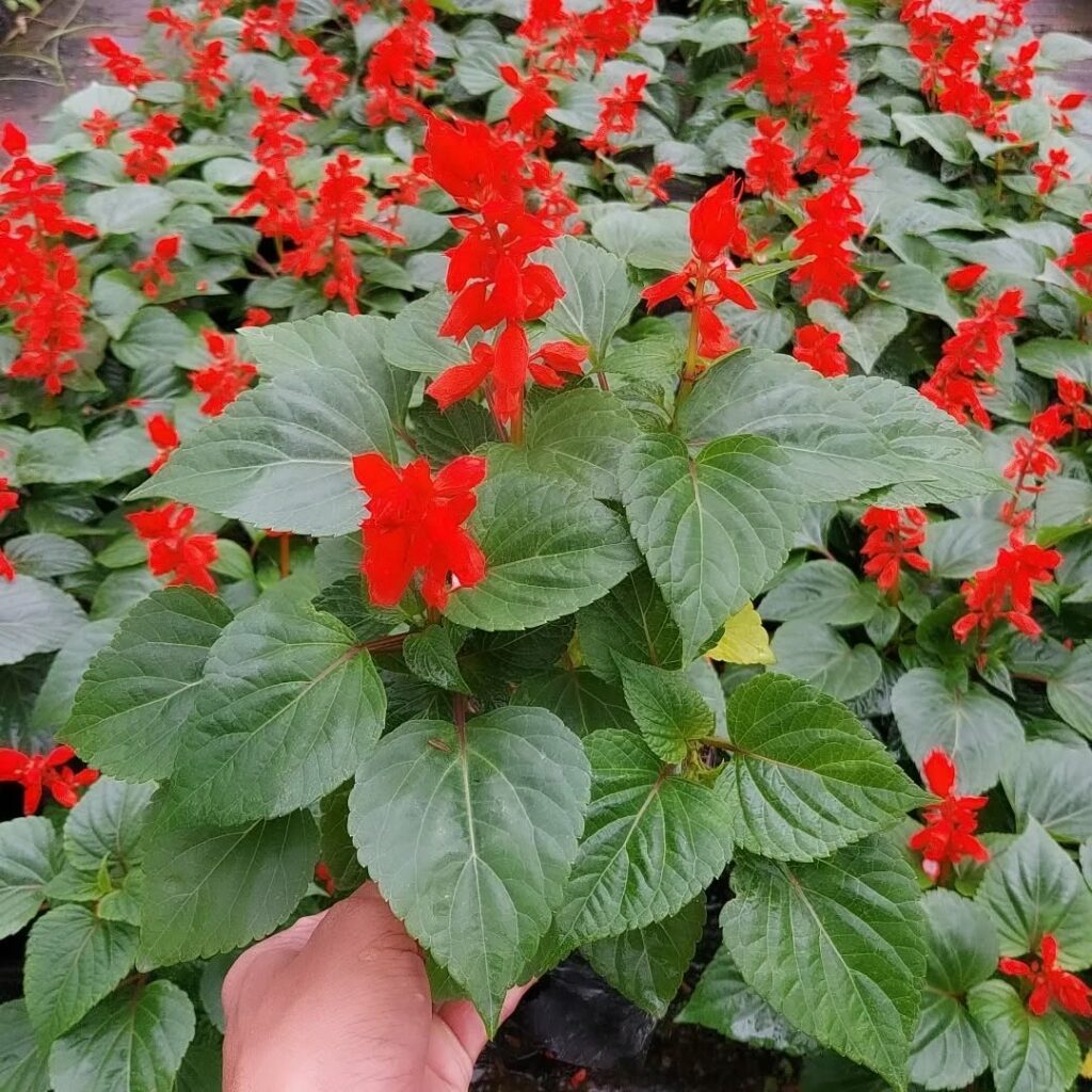Alegria-dos-jardins: a flor vibrante que colore canteiros o ano inteiro