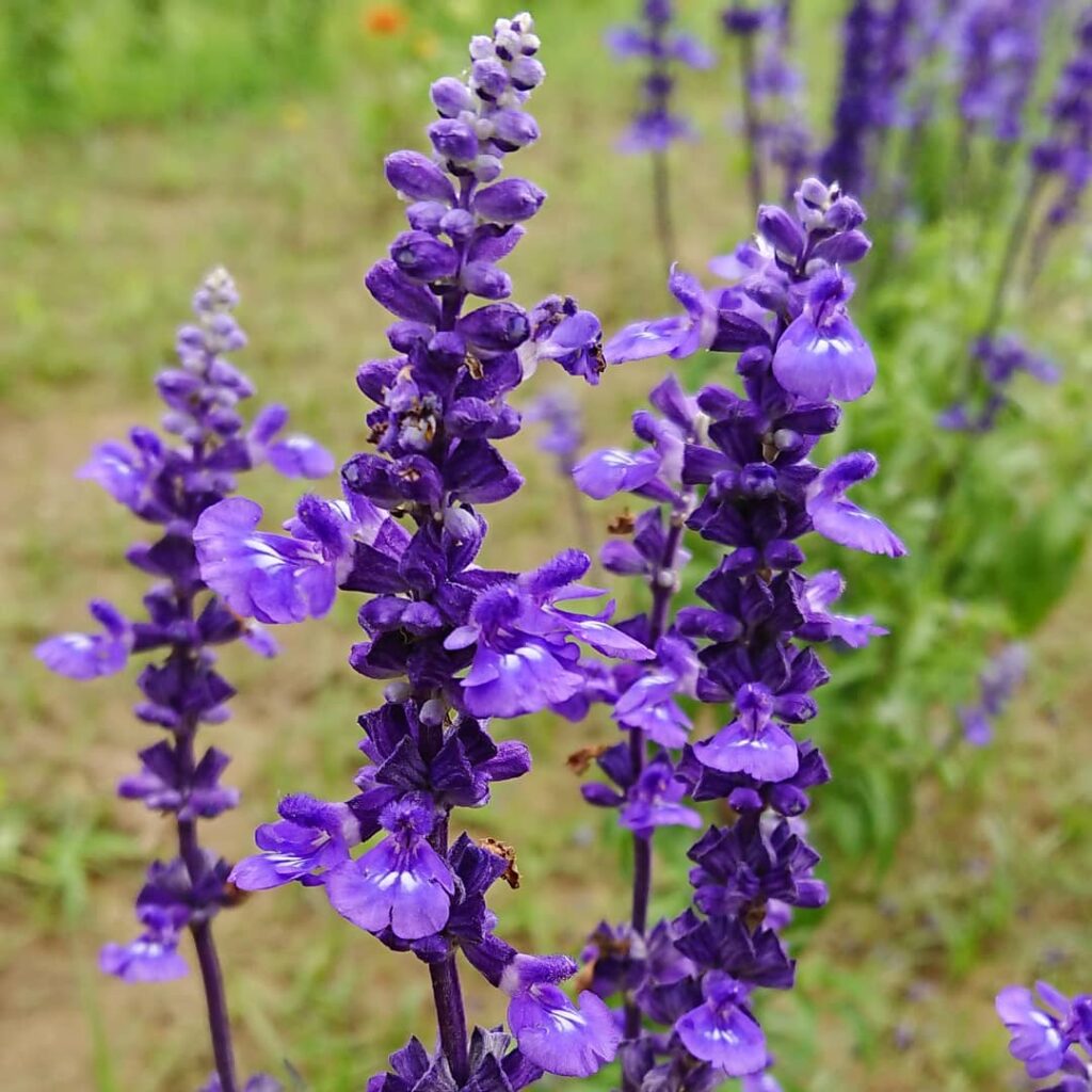 Alegria-dos-jardins: a flor vibrante que colore canteiros o ano inteiro