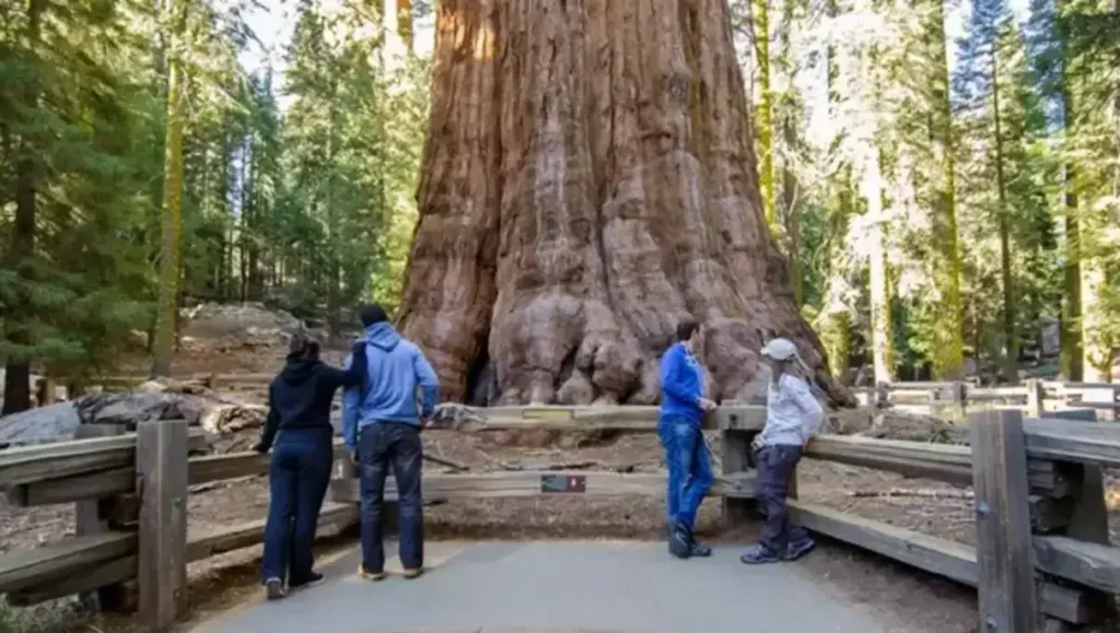 Maior que um prédio de 30 andares: onde está a árvore mais imponente do planeta