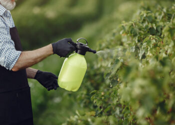 Você sabe o que é calda bordalesa? Descubra como ela pode salvar suas plantas de pragas e doenças