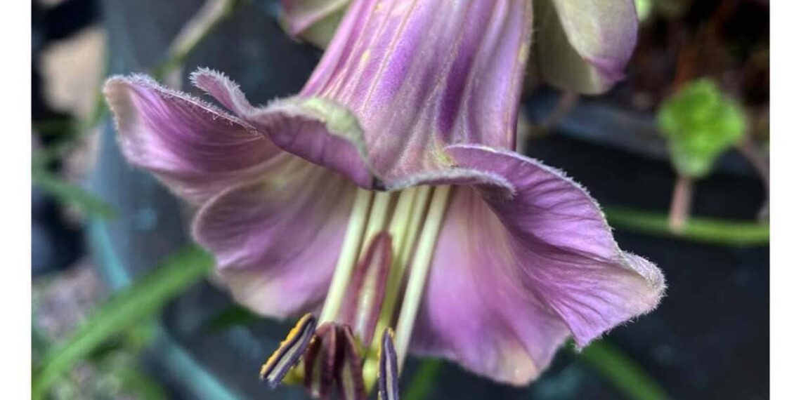 gardendaybyday