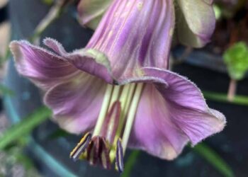 gardendaybyday